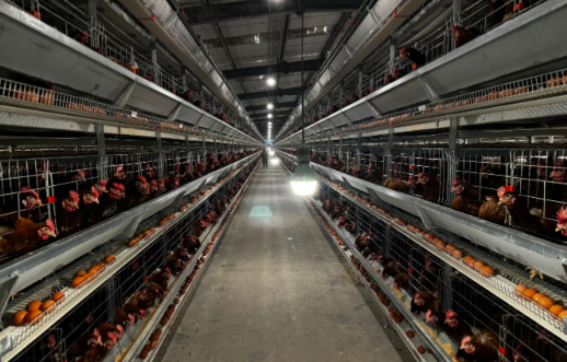 養(yǎng)雞場(chǎng)弱電智能化系統(tǒng)整體解決方案提升整體管理水平